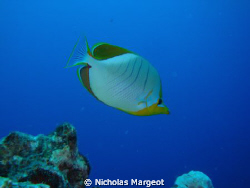 Flic en Flac. Sony Cybershot by Nicholas Margeot 
